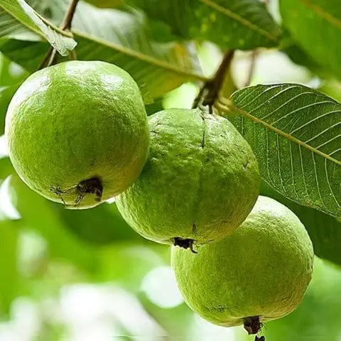 Organic Guava - for planting in home garden